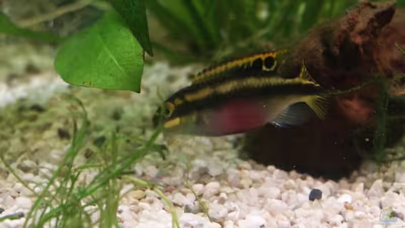 Einrichtungsbeispiele mit Pelvicachromis pulcher (Purpurprachtbuntbarsch)