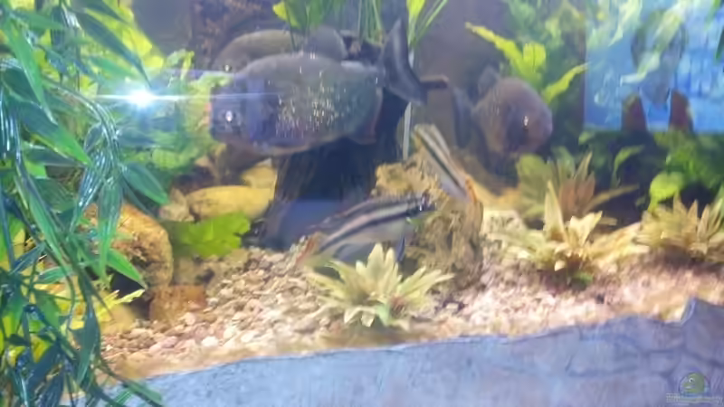Purpurprachtbuntbarsche, waren eher da als die Piranhas und werden in ruhe gelassen und akzeptiert von Serrasalmus nattereri (11)