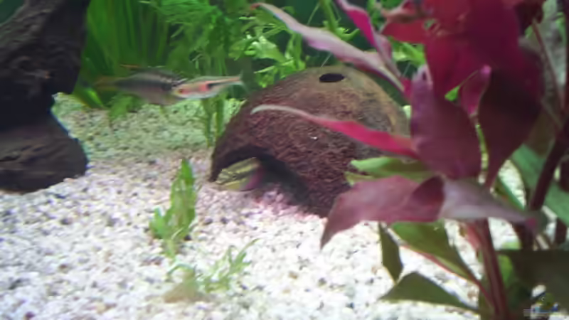 Purpurprachtbuntbarsche mit Brutkokosnuss von Sauerlandmicha (32)