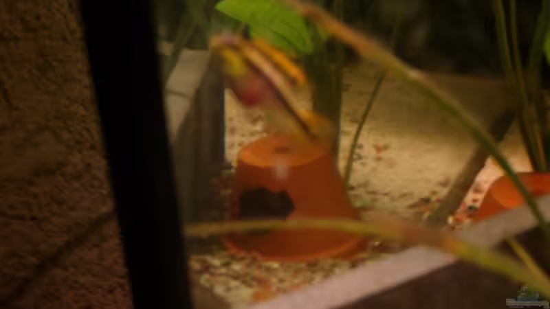 Purpurprachti weibchen von Mirtscho (14)