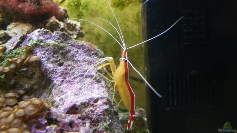 Putzer Garnele von lippfisch (25)