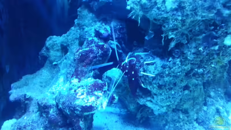 Putzer und Marmorgarnele Lysmata debelius !  von urbi (69)