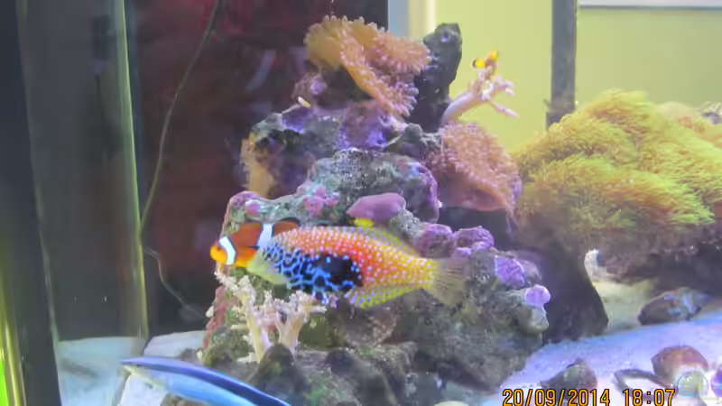 Putzerfisch ,Diamant Lippfisch von lippfisch (51)