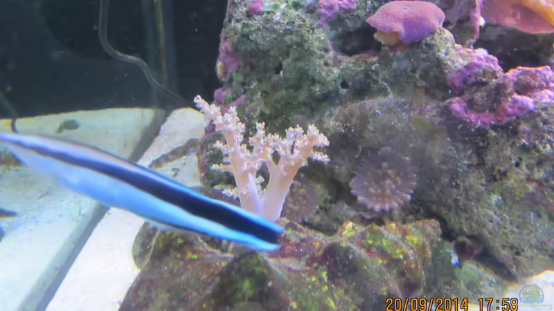 Putzerfisch von lippfisch (9)