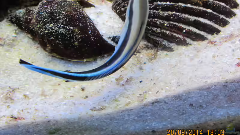 Putzerfisch im Aquarium halten (Einrichtungsbeispiele für Putzerfische)
