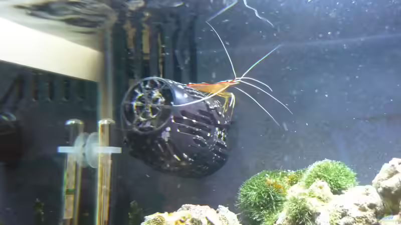 Putzergarnele auf Abwegen von Red ( Jürgen ) (27)