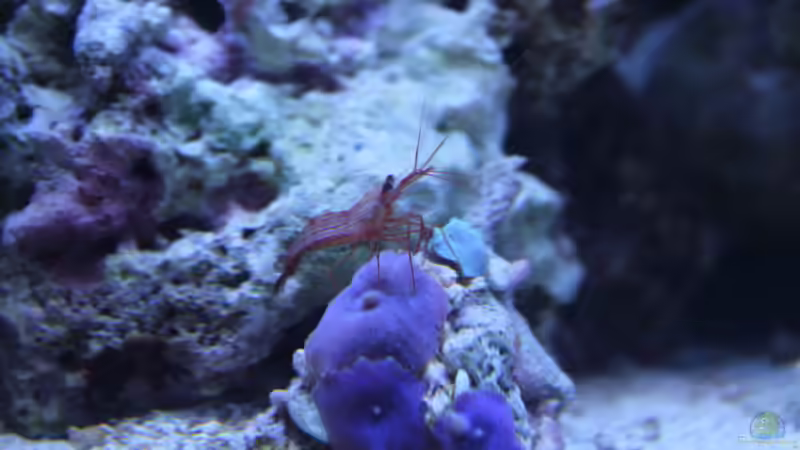 Putzergarnele auf Scheibenanemone... ;) von Sven K. (48)