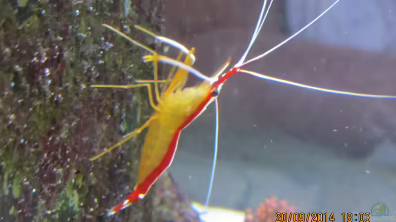 Putzergarnele rot weiss von lippfisch (38)