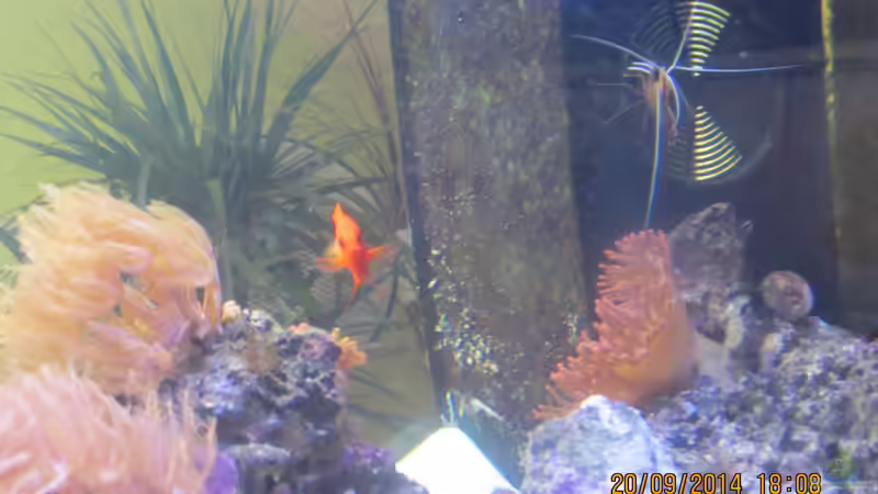 Putzergarnele von lippfisch (53)