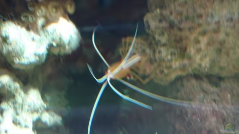 Putzergarnele von Mario Dorner (29)