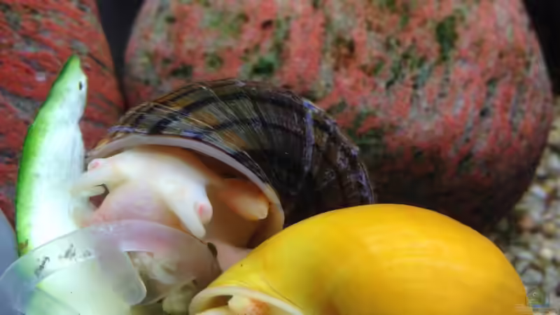 Putzfrauen in der Pause :) von Muschelherz (41)