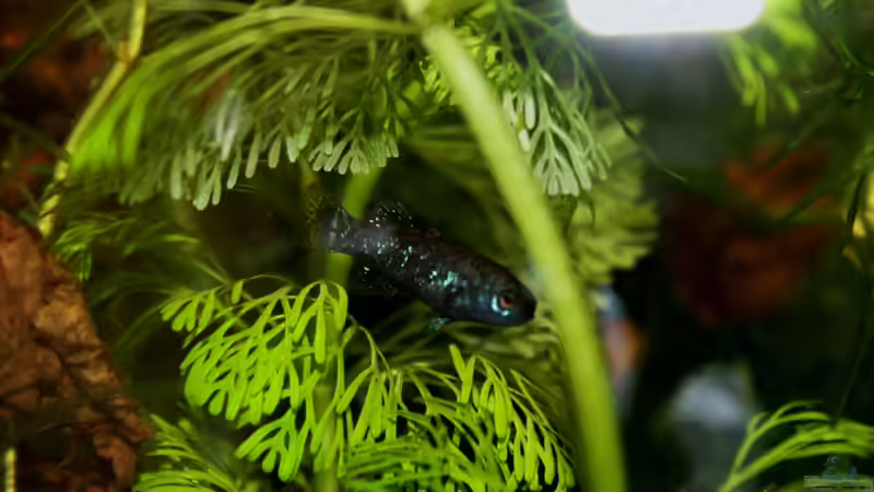 putzig, oder? von die Perle... (39)