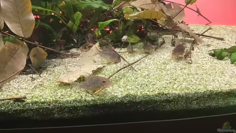 Putzkolonne Sterbai in Action von Soundmann (8)