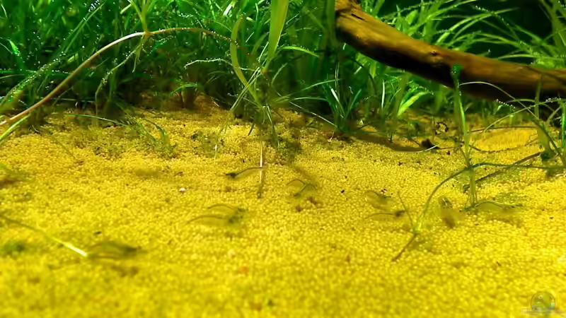 Putzkolonne von jobreuer (15)