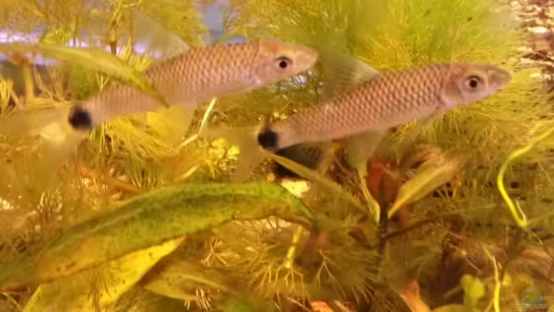 Aquarien mit Crossocheilus reticulatus (Netzpinselalgenfresser)