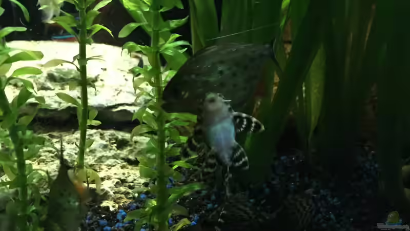 Pygocentrus nattereri L333 von Marius Stößer (87)