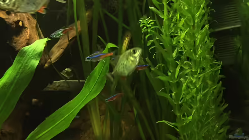 Pygocentrus nattereri von Marius Stößer (81)