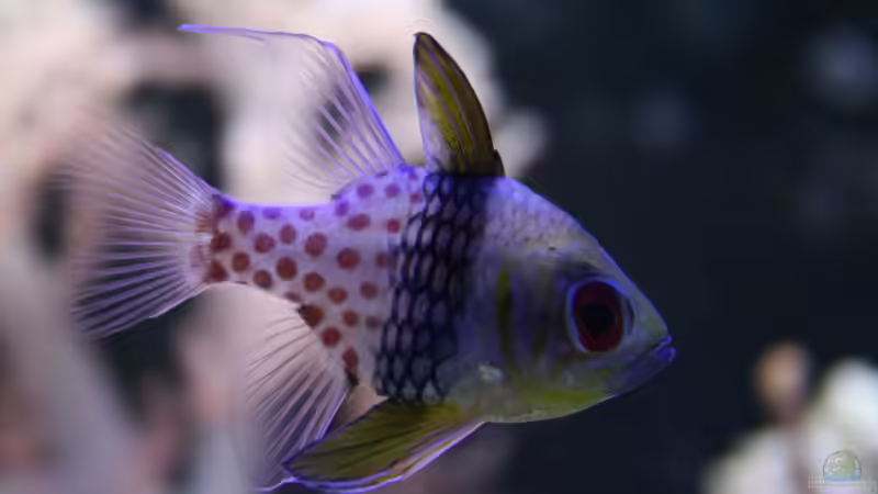 Pyjama - Kardinalbarsch von Johannes 88 (23)