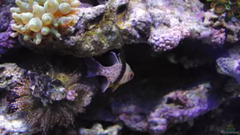 Pyjama Kardinalbarsch von Steffen Ruck (30)