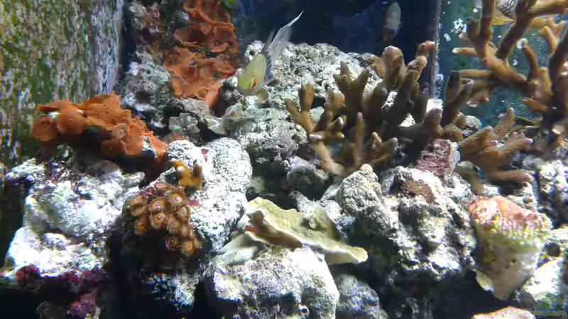 Pyjamabarsche verstecken sich immer in Korallen von Truthahnmann (51)