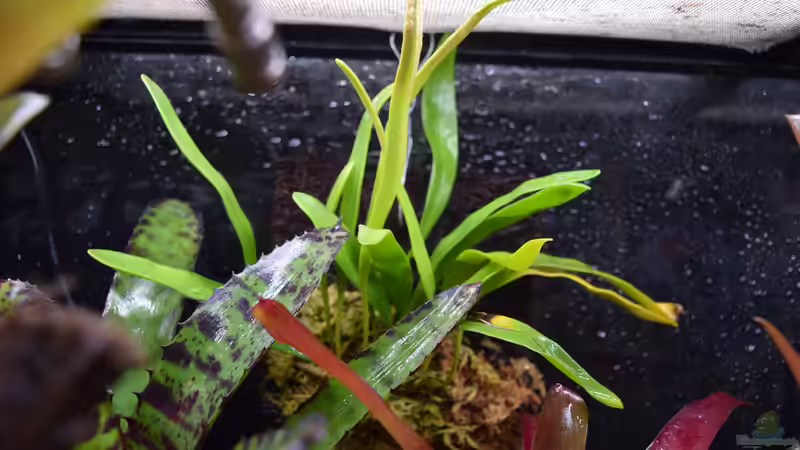 Pyrrosia lanceolata von Junglist (15)