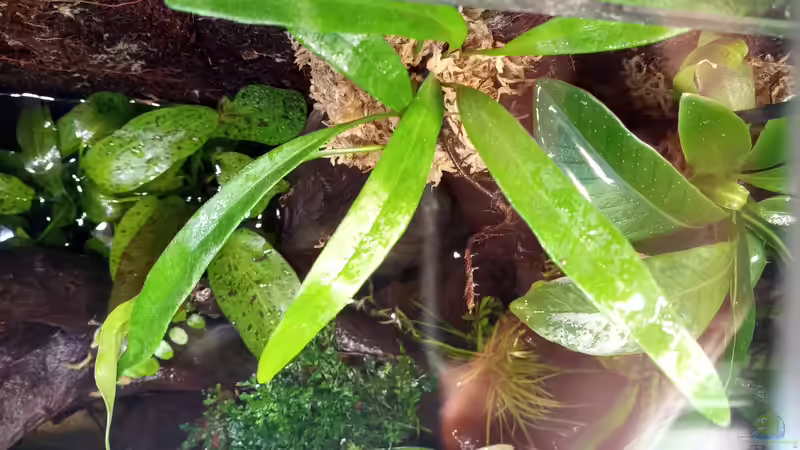 Pyrrosia lanceolata von Junglist (15)