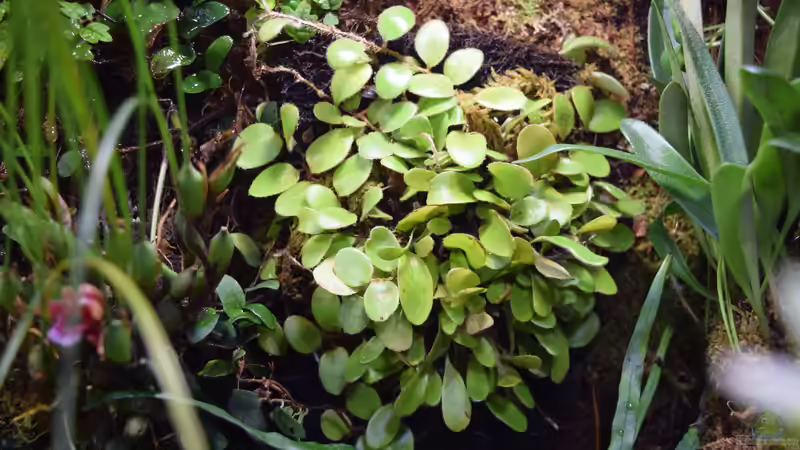 Pyrrosia nummularifolia von Junglist (41)