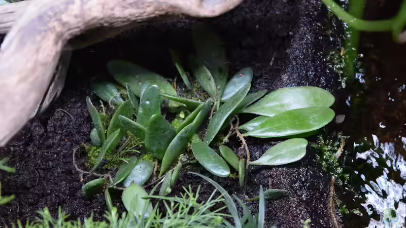 Pyrrosia piloselloides von Junglist (32)