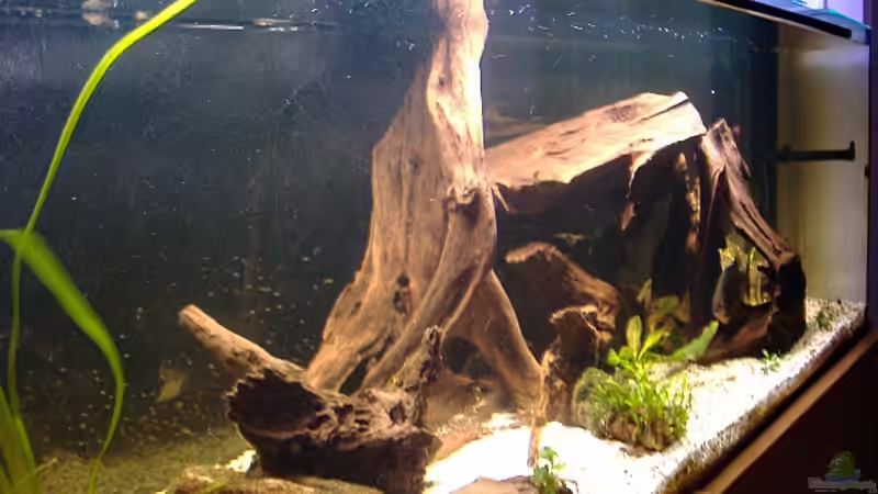 Pys Woodstock von Sekman (5)