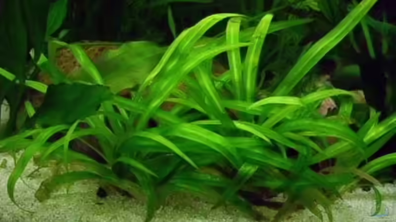 quadricostatus von rattenfreak (10)