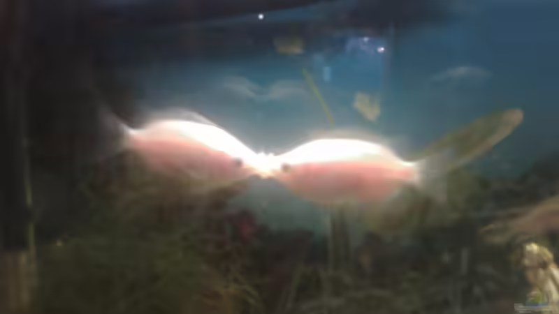 Qualität des bildes zwar nicht der Knaller aber es ist zu erkennen um was es sich von DirtyHarry (4)