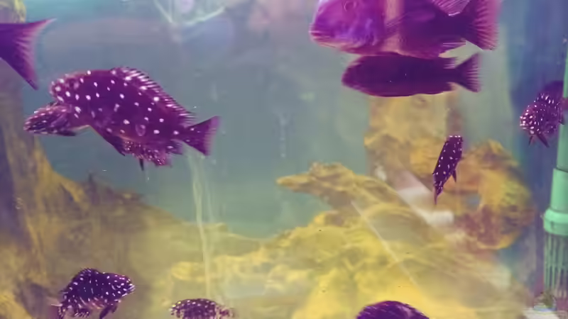 Qualli ist hier nicht so besonders  von Arielle (19)