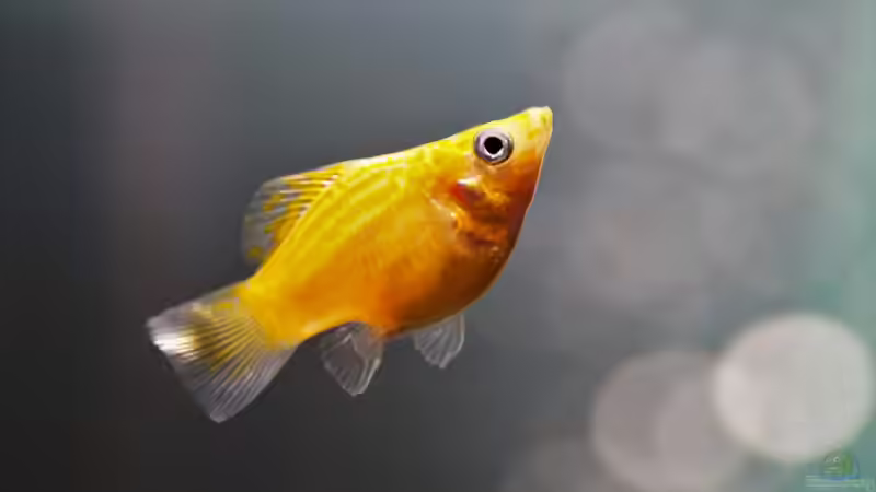 Qualzuchten bei Zierfischen: Was können Aquarianer dagegen machen?