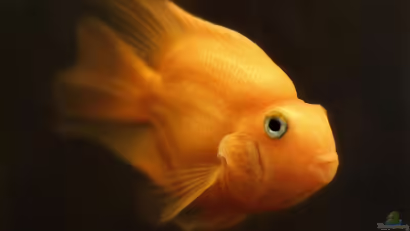 Qualzuchten bei Zierfischen: Was können Aquarianer dagegen machen?