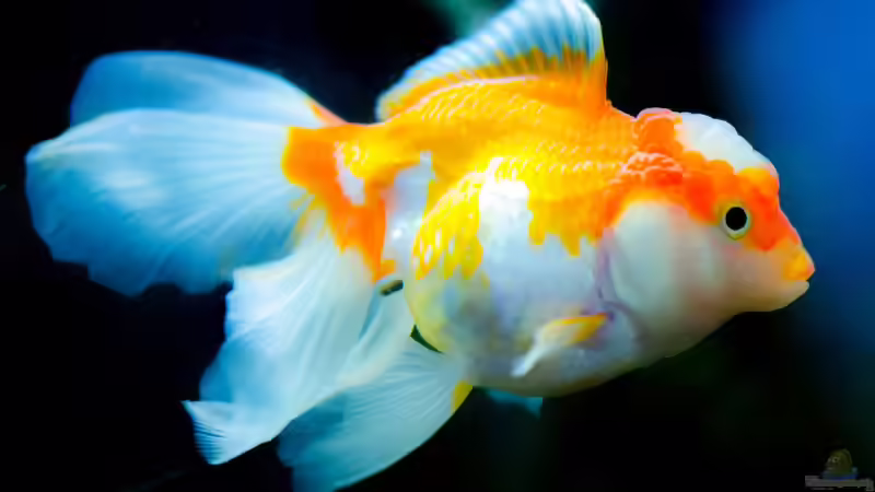 Qualzuchten bei Zierfischen: Was können Aquarianer dagegen machen?