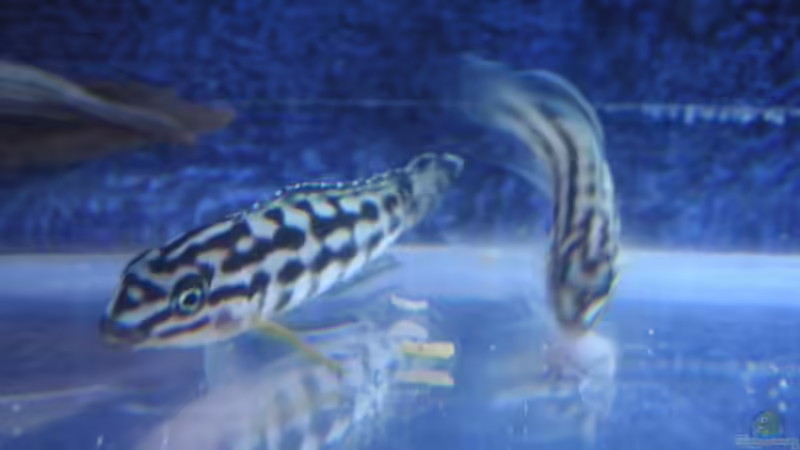 Quarantäne von Thomas Schlechter (11)