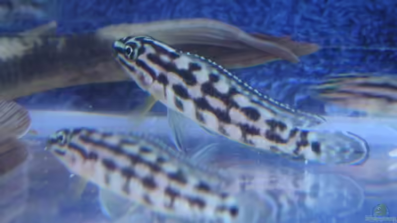 Quarantäne von Thomas Schlechter (12)