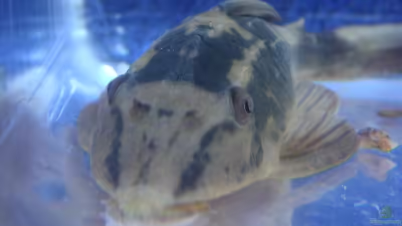 Quarantäne von Thomas Schlechter (14)