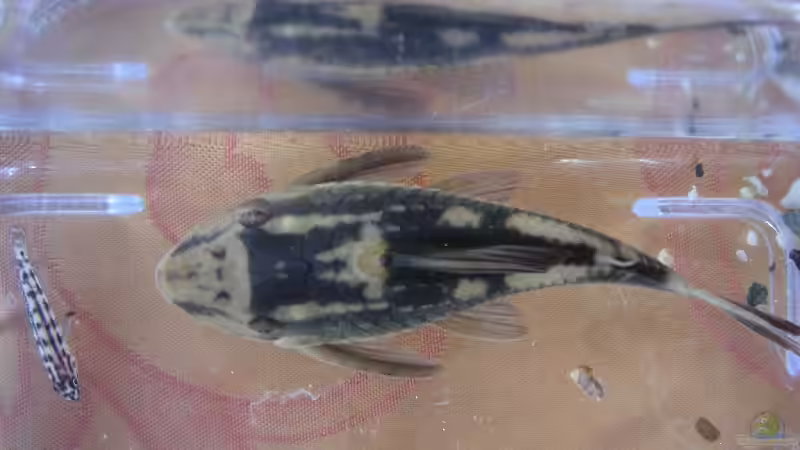 Quarantäne von Thomas Schlechter (15)