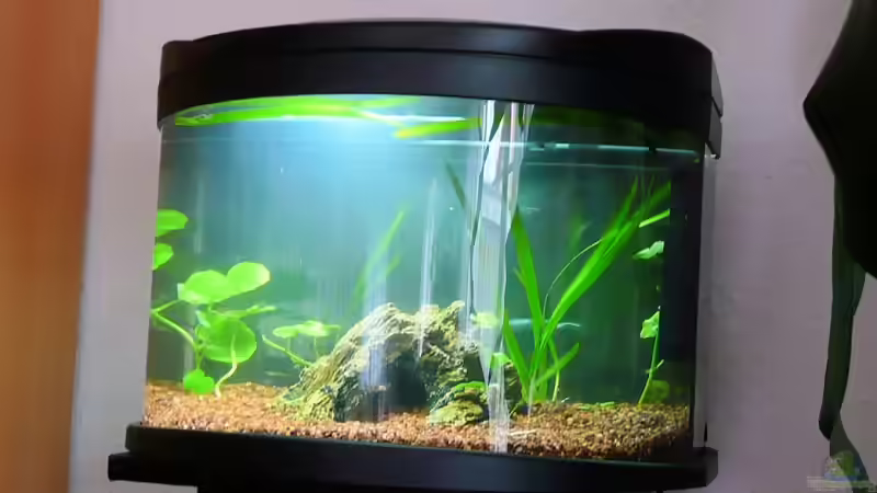 Quarantänebecken für Fische von Außerhalb und Aufzuchtbecken für Nachwuchsfische von Tim Burow (16)