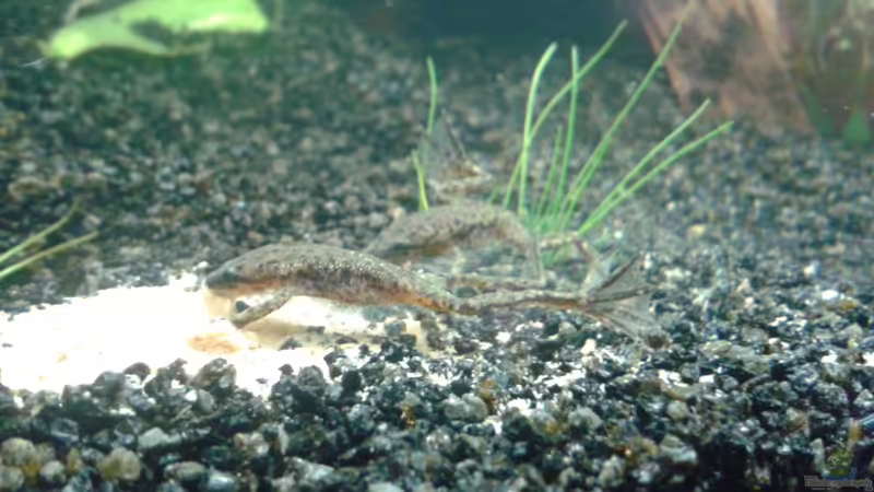 Qua(r)k von DerChrischi (21)