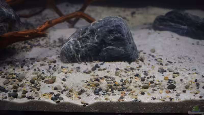 Quarzsand 0,1 - 0,5 mm mit ADA Gravel-Kieselchen als Bodengrund von Junglist (47)