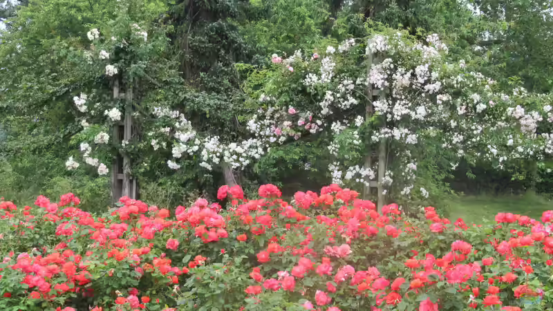 Queen Mary´s Rose Gardens in London - Das berühmte Rosengarten-Paradies im Herzen des Regent’s Park