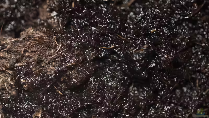 Quellhumus im Terrarium - Natürlicher Bodengrund für gesunde Lebensräume