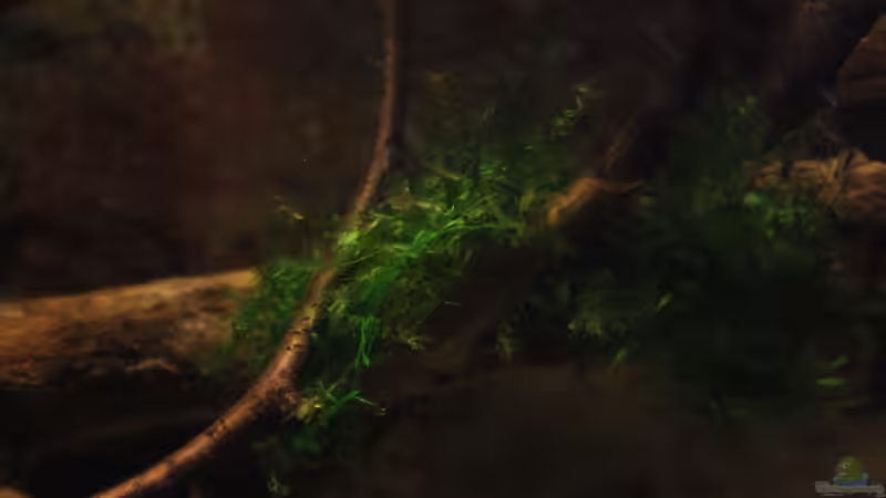 Quellmoos / Fontinalis hypnoides von Florian Bandhauer (24)