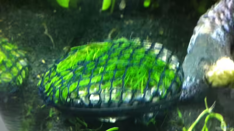 Quellmoos aufgebunden von RoZan (24)