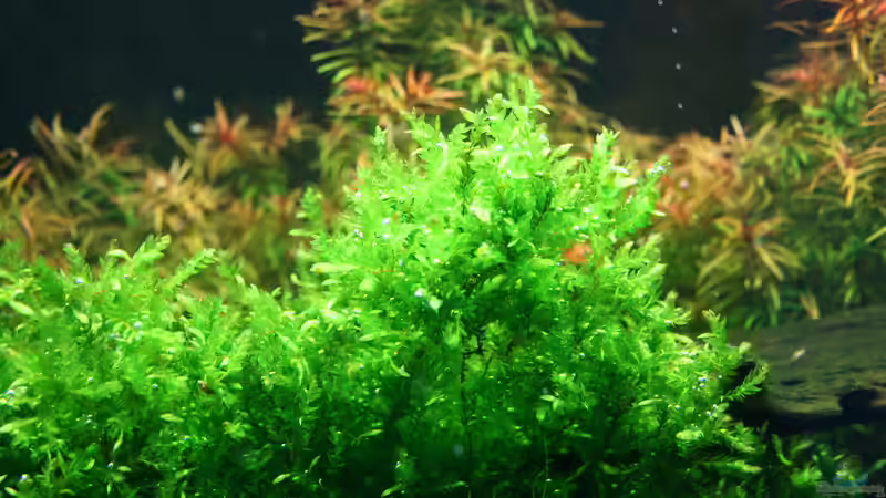 Quellmoos (Fontinalis antipyretica) von Susanne Axt (8)