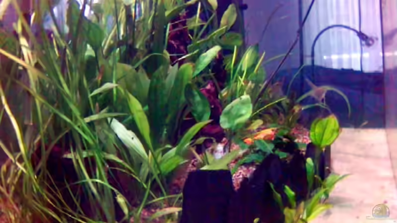 Quer bepflanzt von Marco Meyer (7)