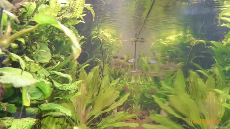 quer durch... von Blackwater (18)