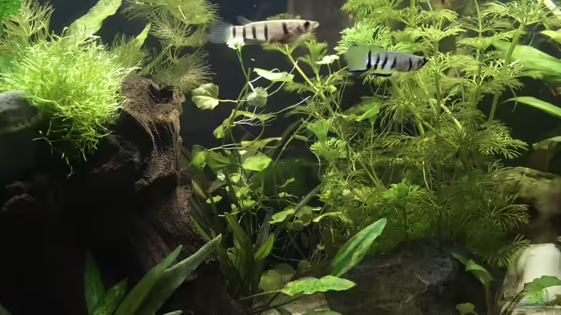 Einrichtungsbeispiele für Epiplatys dageti dageti